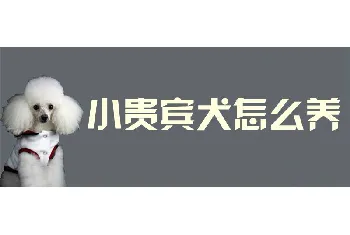 小贵宾犬怎么养