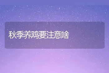 秋季养鸡要注意啥