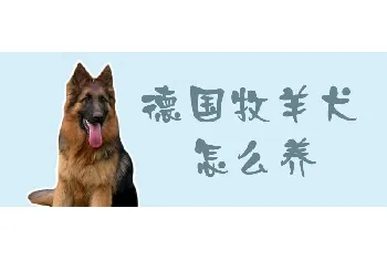 德国牧羊犬怎么养