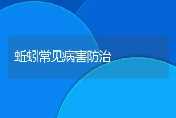 饲养绵羊须注意补足饲料