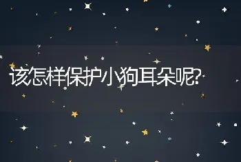 该怎样保护小狗耳朵呢?