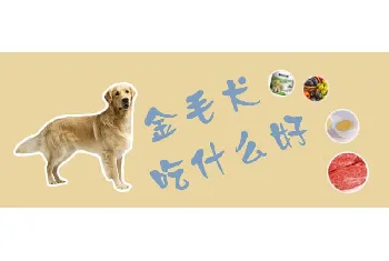 金毛犬吃什么好