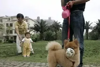 小区遛狗咬伤邻居 宠物发情期当心狂躁伤人