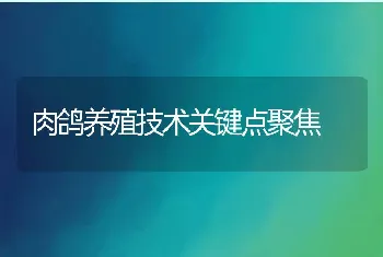 肉鸽养殖技术关键点聚焦