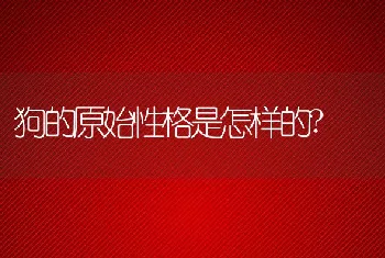 狗的原始性格是怎样的?