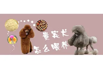 贵宾犬怎么喂养