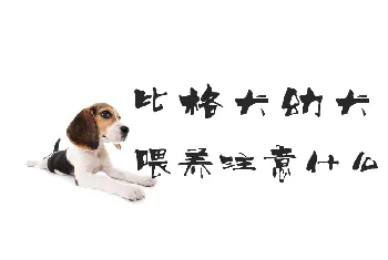 比格犬幼犬喂养注意什么