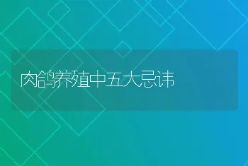 肉鸽养殖中五大忌讳