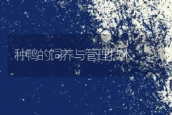 鸡病防治|鸡坏死性肠炎的症状及诊治