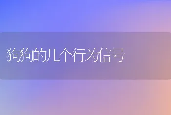 狗狗的几个行为信号