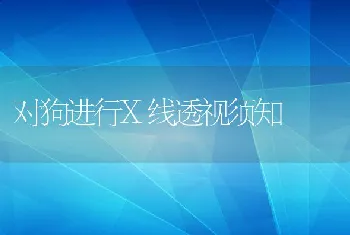 对狗进行X线透视须知