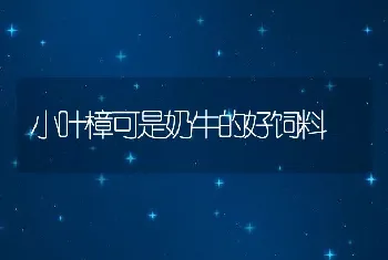 小叶樟可是奶牛的好饲料