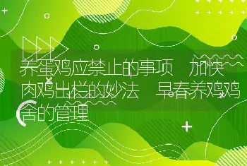 养蛋鸡应禁止的事项 加快肉鸡出栏的妙法 早春养鸡鸡舍的管理