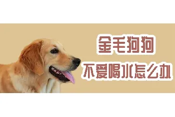 金毛狗狗不爱喝水怎么办