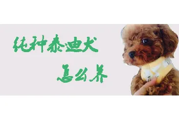 纯种泰迪犬怎么养