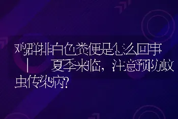 鸡群排白色粪便是怎么回事_夏季来临，注意预防蚊虫传染病？