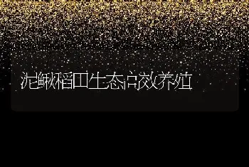 泥鳅稻田生态高效养殖