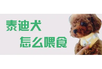 泰迪犬怎么喂食