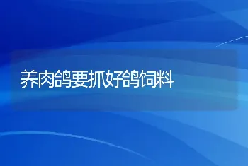 养肉鸽要抓好鸽饲料