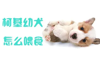 柯基幼犬怎么喂食