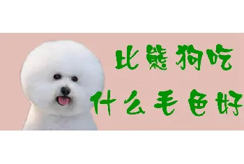 比熊狗吃什么毛色好