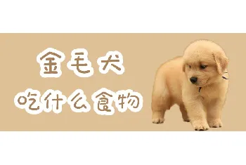 金毛犬吃什么食物