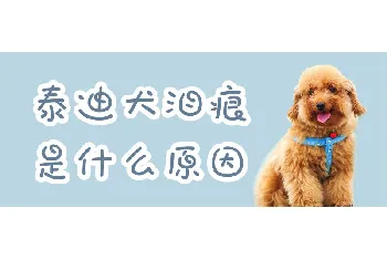 泰迪犬泪痕是什么原因