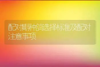 配对期种鸽选择标准及配对注意事项