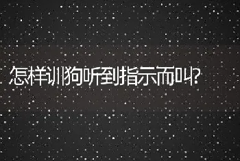 怎样训狗听到指示而叫?