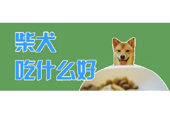 柴犬吃什么好