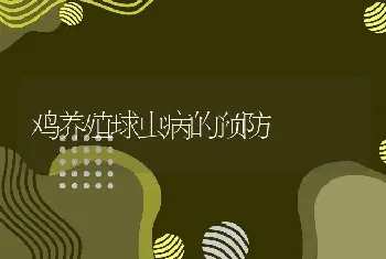 鸡养殖球虫病的预防