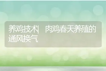 养鸡技术|肉鸡春天养殖的通风换气