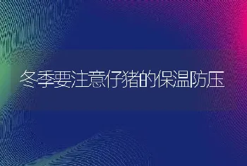 冬季要注意仔猪的保温防压