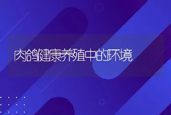 肉鸽健康养殖中的环境