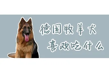 德国牧羊犬喜欢吃什么