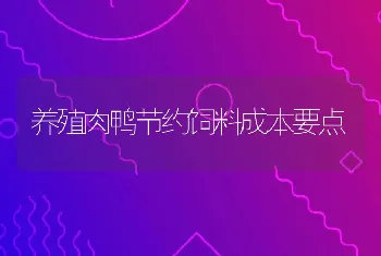 养殖肉鸭节约饲料成本要点