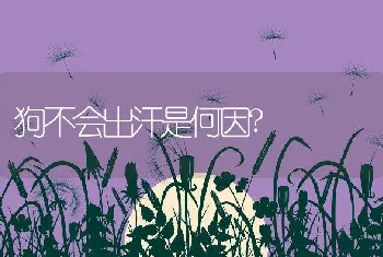 狗不会出汗是何因?