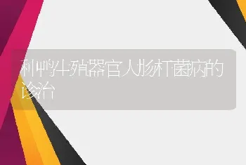 种鸭生殖器官大肠杆菌病的诊治