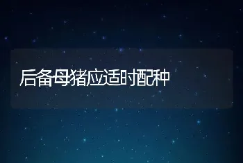 后备母猪应适时配种