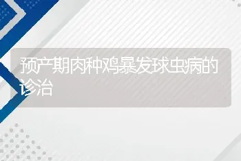 预产期肉种鸡暴发球虫病的诊治