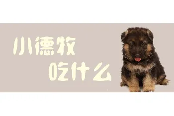 小德牧吃什么