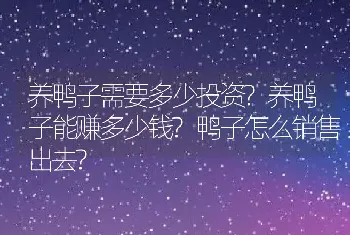 养鸭子需要多少投资?养鸭子能赚多少钱?鸭子怎么销售出去?