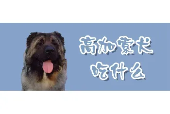 高加索犬吃什么