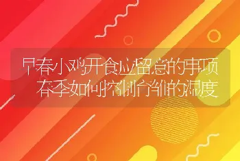 早春小鸡开食应留意的事项 春季如何控制育雏的湿度