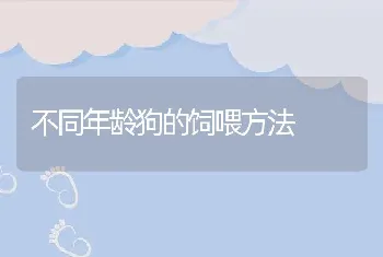 不同年龄狗的饲喂方法