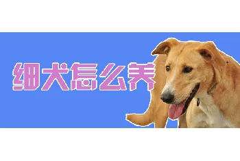 细犬怎么养