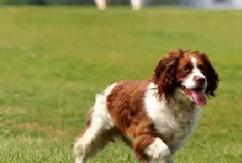 如何把狗狗训练成警犬?狗狗的表现出人意料!