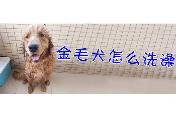 金毛犬怎么洗澡