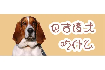 巴吉度犬吃什么