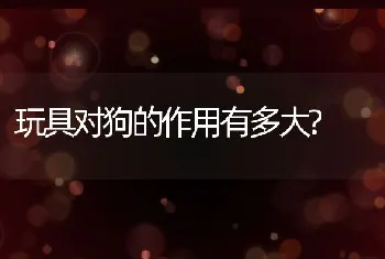 玩具对狗的作用有多大?